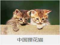 濮阳市鑫众博电子科技有限公司