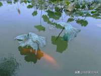 濮阳市鑫众博电子科技有限公司