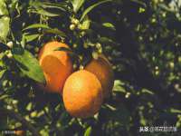 濮阳市鑫众博电子科技有限公司